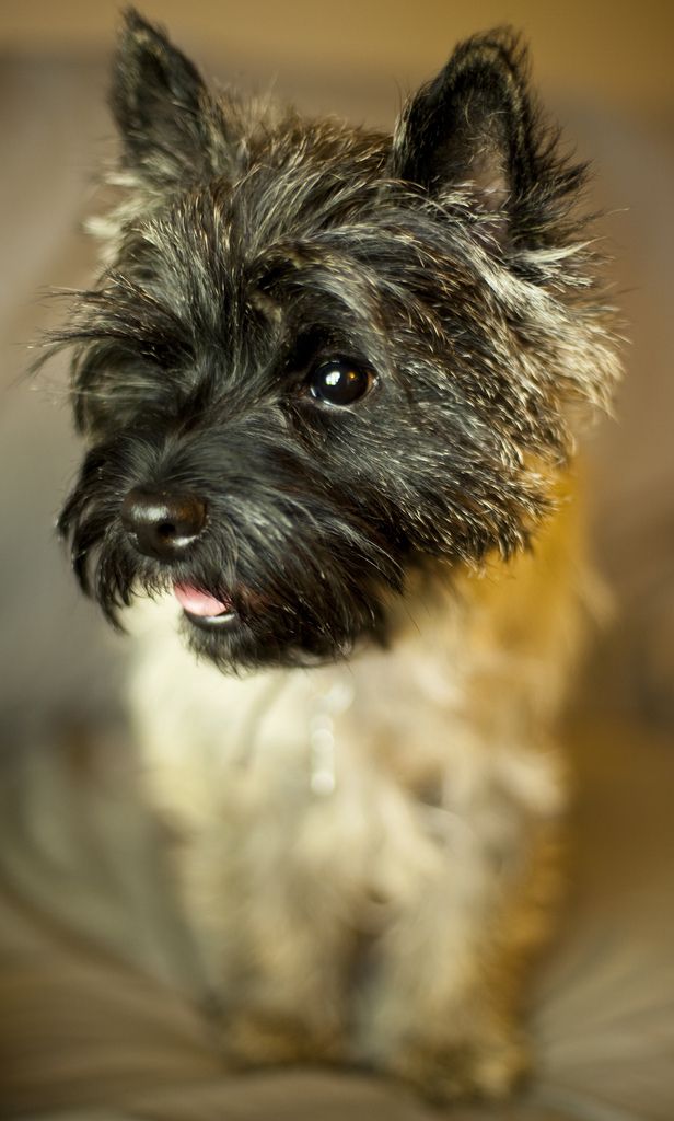 Our Other Girls Dusty Ct Cairn Terrier Cairn Terrier