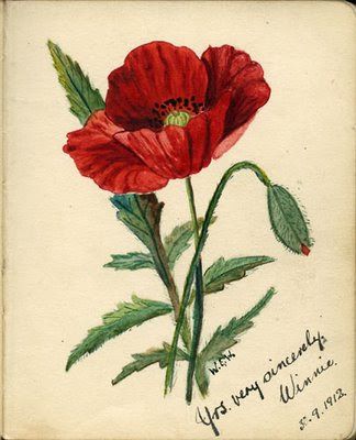 poppy flower drawing drawings poppy flowers pic 2