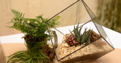 Praticar jardinagem é uma atividade que traz benefícios tanto para a decoração da casa, quanto para mente. Especialistas dizem que mexer com plantas pode ajudar a controlar o estresse e ansiedade. Por isso, mesmo quem não tem espaço dentro de casa, deveria investir um pouco de tempo praticando. Mas como ter um jardim em um... Ver artigo Cactus, Wedding Isles, Pots, Growing Gardens, Spring Party, Glass Terrarium, Indoor Gardening, Benches, Design