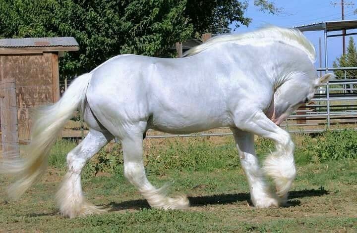 15 Amazing Images Of Draft Horses That You’ll Love Rare Horses, Big Horses, White Horses, Horse Love, Man Horse, Cute Baby Horses, Most Beautiful Horses, All The Pretty Horses, Animals Beautiful