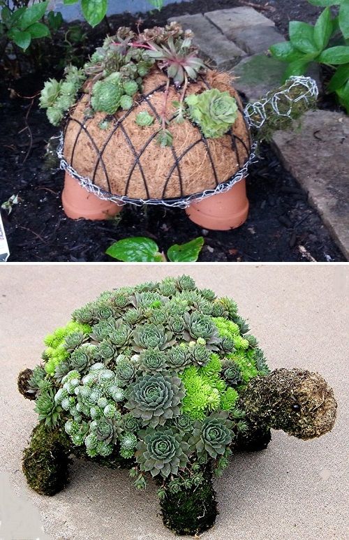 indoor steingarten ideen sphere how to make succulent turtle this is so cute diy ideas indoor steingarten ideen sphere how to make succulent turtle this is so cute diy ideas