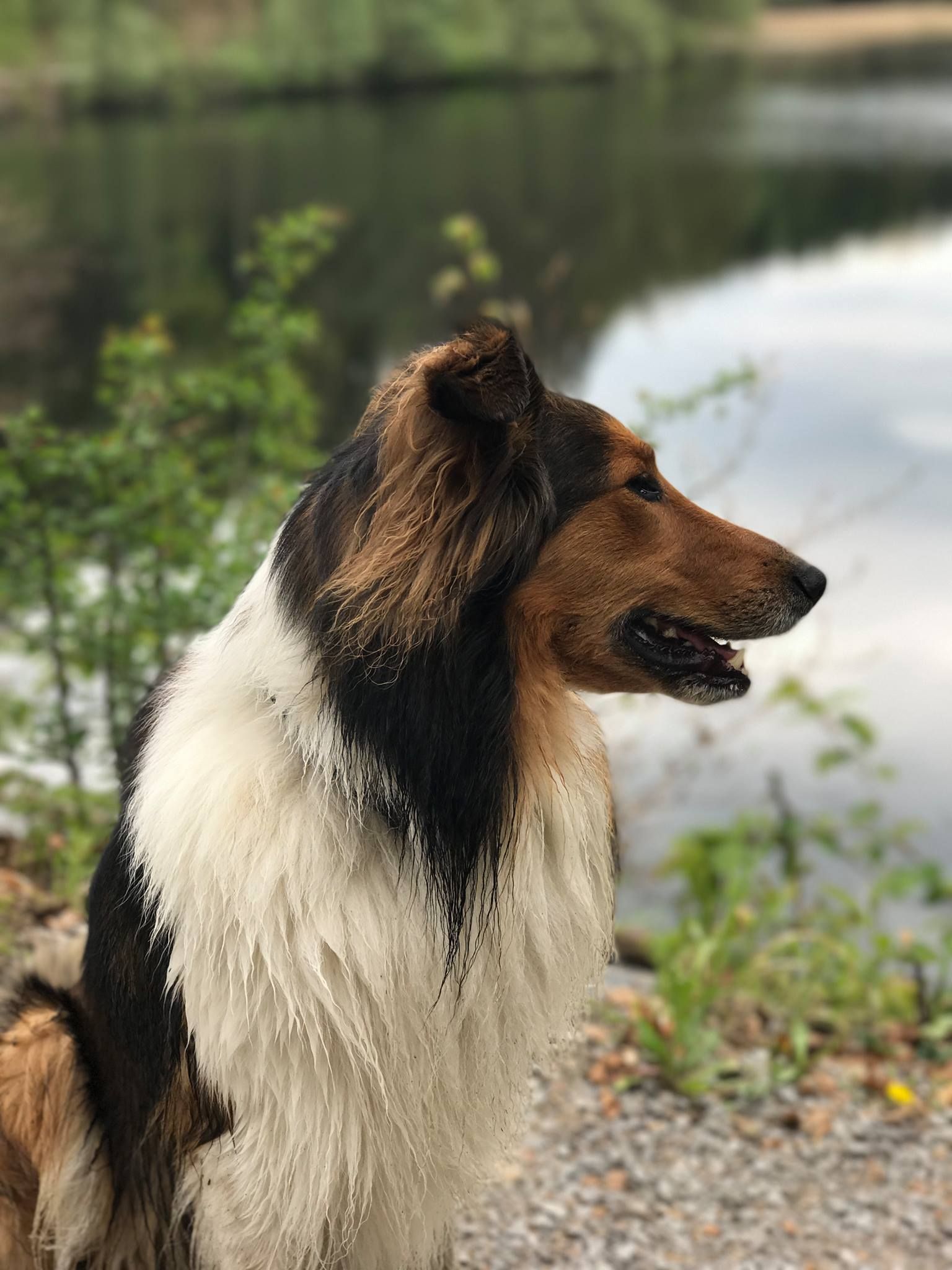 Pin On Old Time Scotch Collies Farm Collies