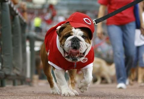 Da Reds Cincinnati News Cincinnati Tiny Puppies