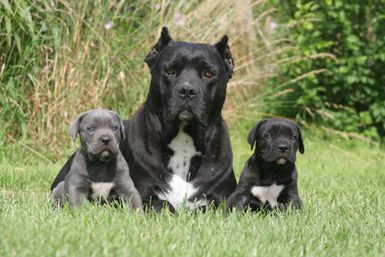 Chien de garde : le cane corso Cane Corso Italian Mastiff, Cane Corso Mastiff, Cane Corso Dog, Dressage, Puppy Pictures, Animal Pictures, Big Dogs, Dogs And Puppies, Doggies