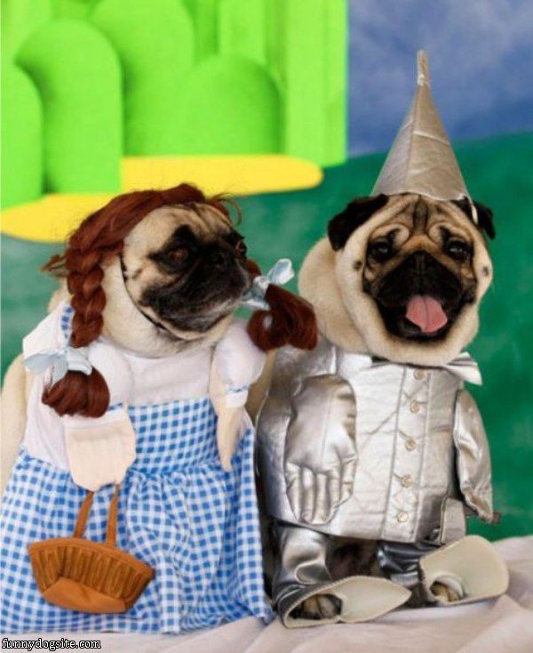 Hello I M The Tin Man Duhh Animals In Costumes Pugs In