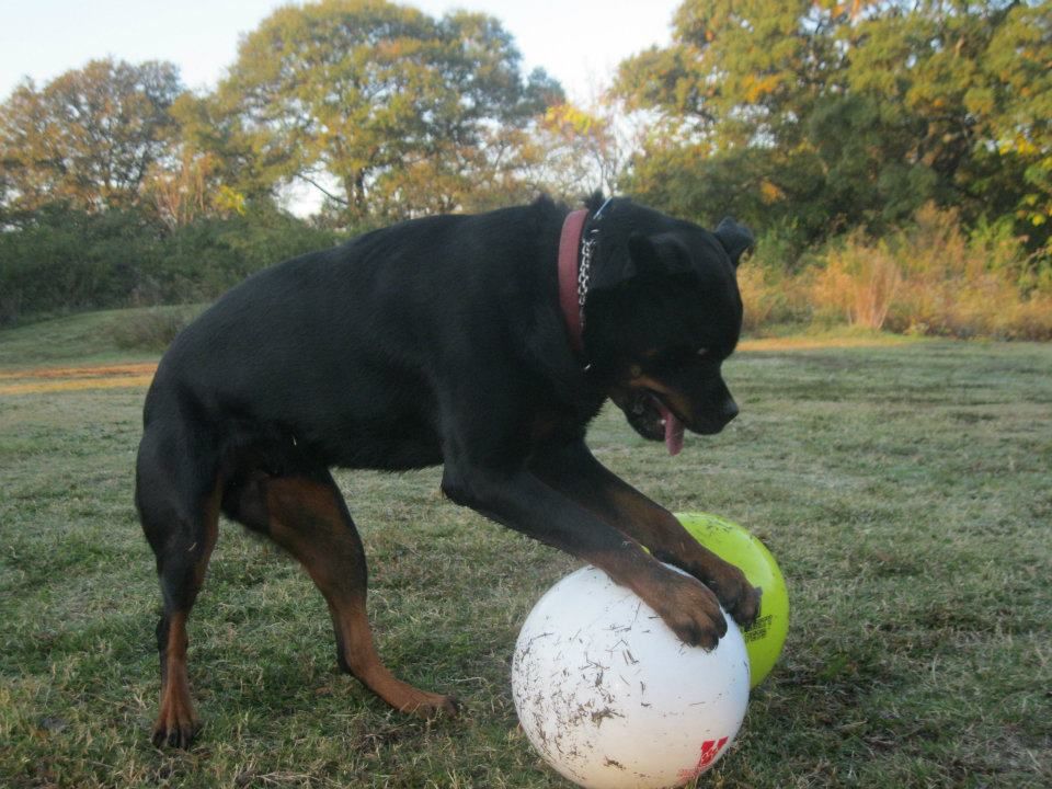 Rottweilers And 110 Guaranteed Indestructible Varsity Balls Are A