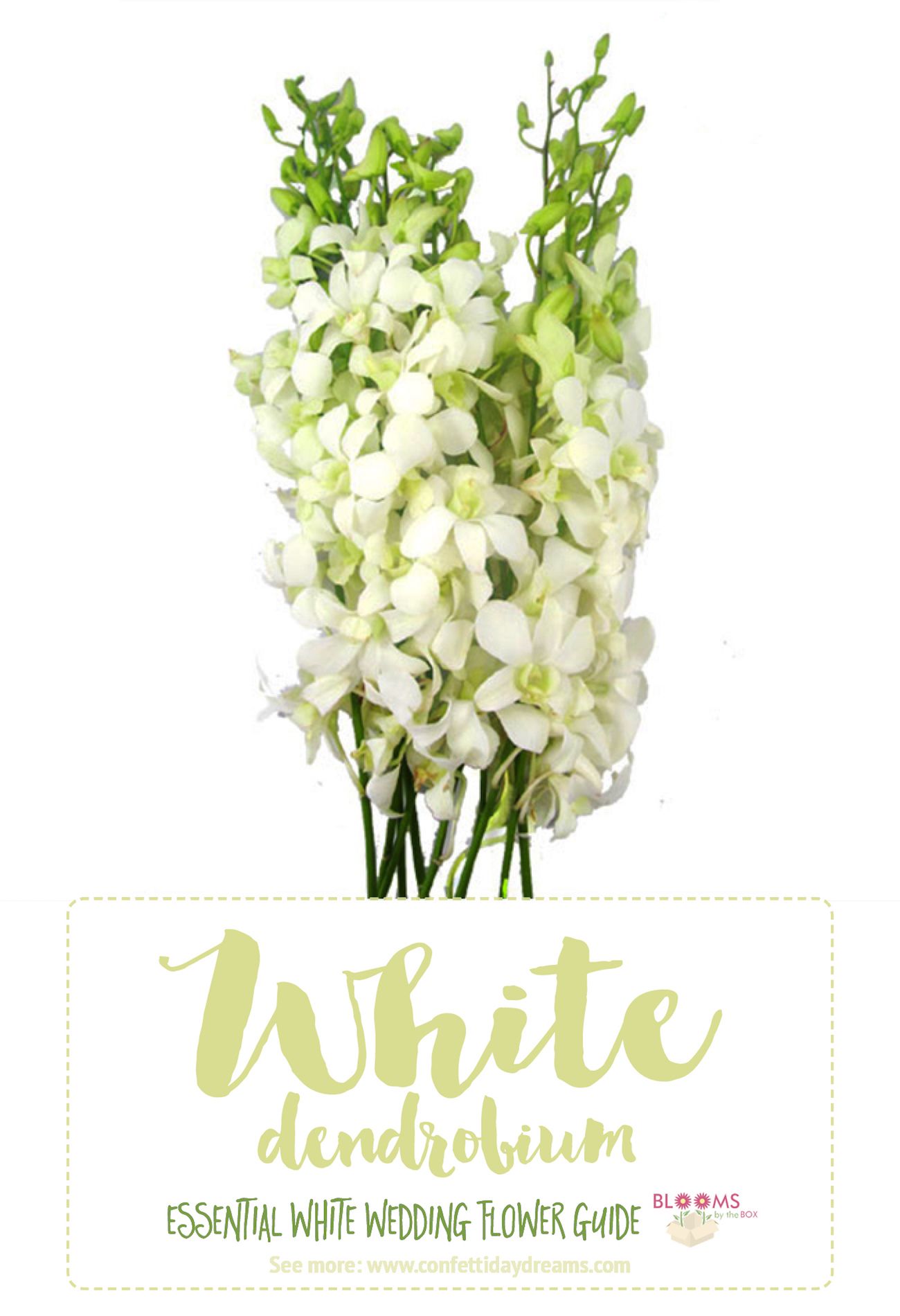 Essential White Wedding Flower Guide: Names, Types + Pics ...