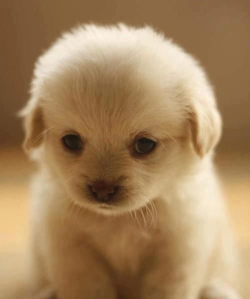 SqueeSoft Pup #pupy
