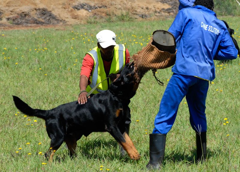 Simple Steps Of Attack Dog Training Dog Training Dog Quotes
