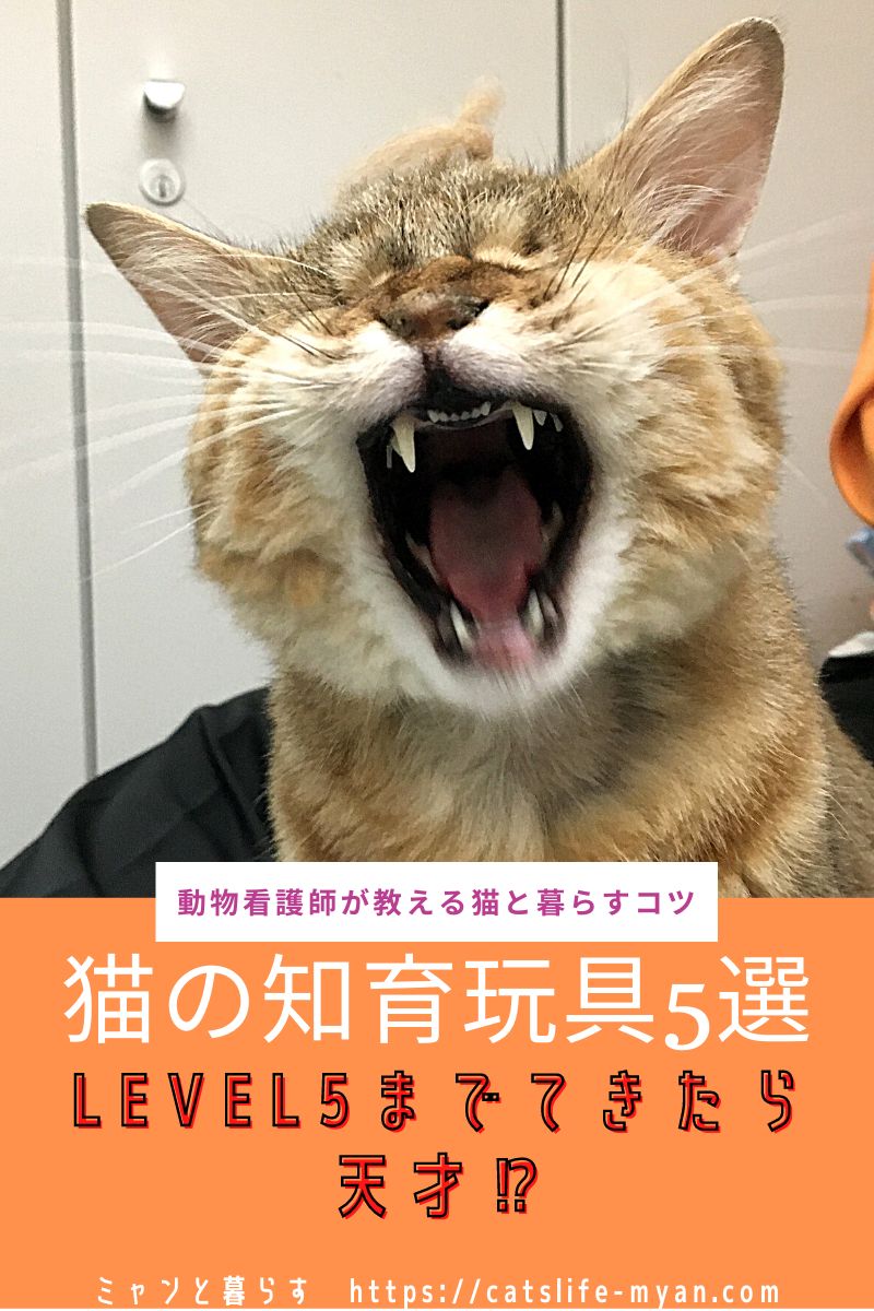 猫におすすめの知育玩具5選 猫 動物看護師 猫 飼育 猫におすすめの知育玩具5選 猫 動物看護師 猫 飼育