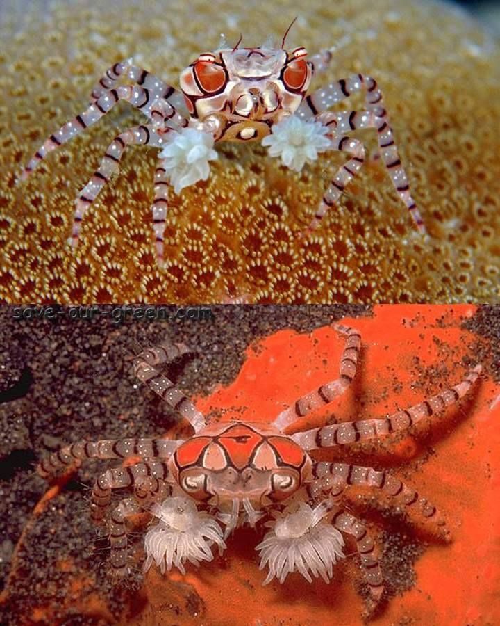 pompom crabs pompom crabs