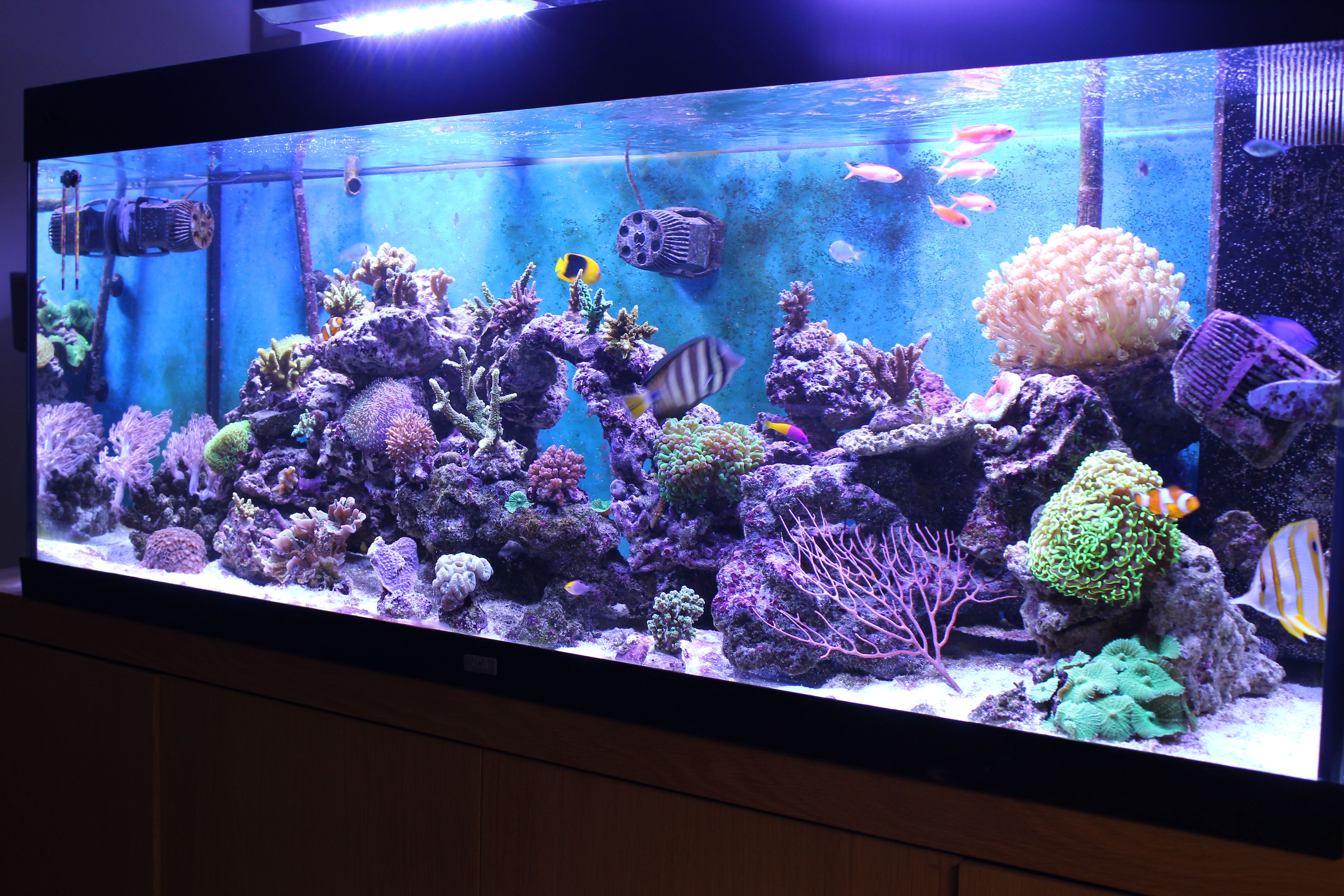 marine aquarium supply marine aquarium supply