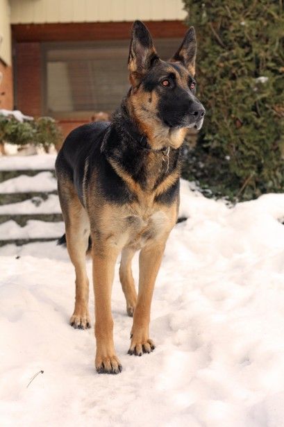 German Shepherd Dog | So cute | Pinterest | Chiens bergers German Shepherd Dog | So cute | Pinterest | Chiens bergers