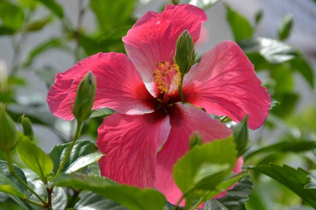 Hibiscus Sabdariffa, Jamaica, Flowers, Plants, Wood, Water, Gripe Water, Negril Jamaica, Woodwind Instrument