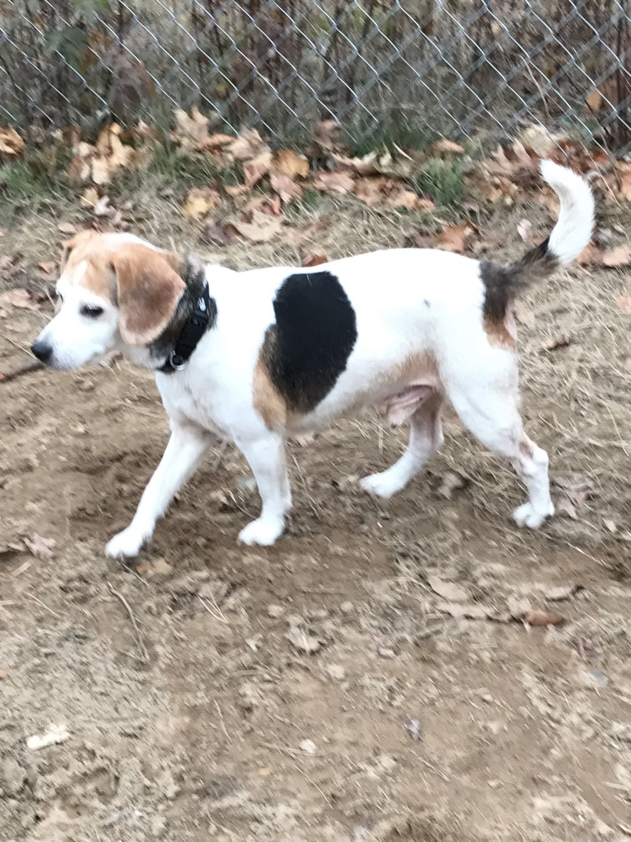 Adopt Buddy On Animal Rescue Big Rapids Beagle Mix