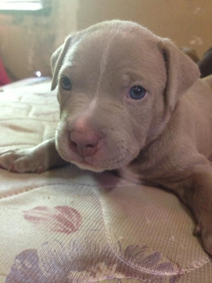 The Place I Am Moving Into Has The Cutest Pitbull Ever She Is So