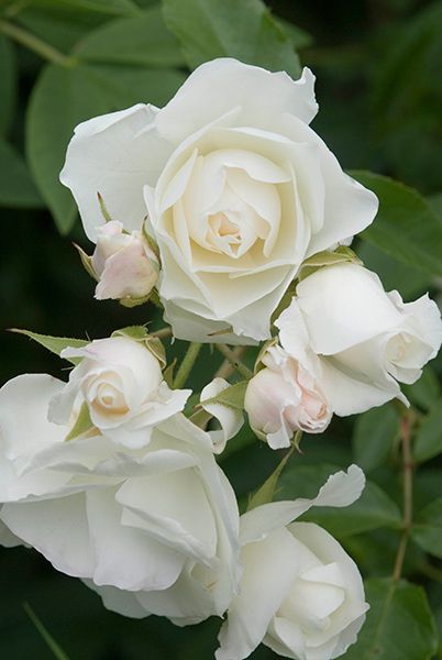 Rosa 'Iceberg ('Korbin')' - rose Iceberg (bush flo Rosa 'Iceberg ('Korbin')' - rose Iceberg (bush flo