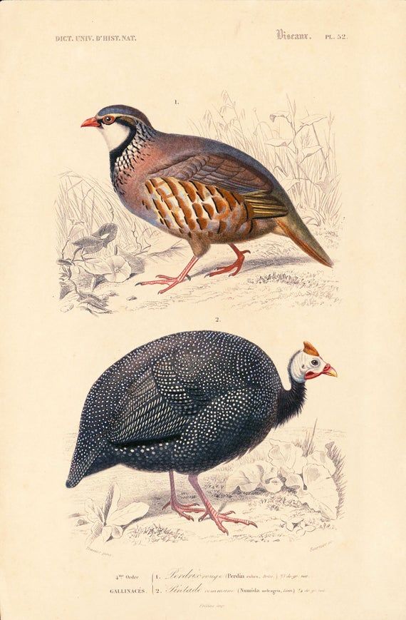 810 Red Legged Partridge Ideas Partridge Bird Animals