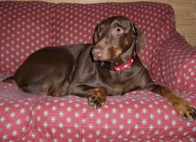Vizsla Doberman Mix Google Search Doberman Mix Vizsla Doberman