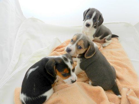 Pin By Lee Sinclair On Beaglets Beagle Puppy Puppies Cute Beagles