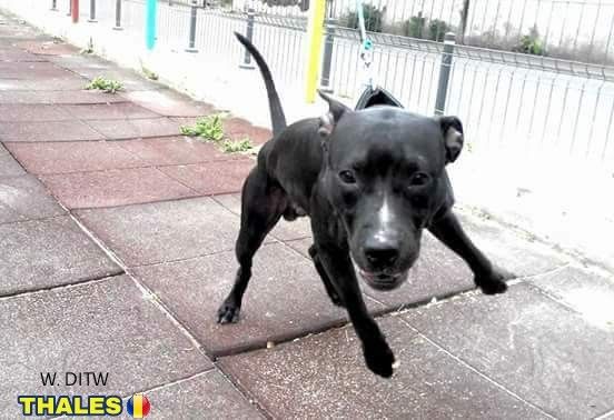 Thales From Romania Adba American Pitbull Terrier Pitbull
