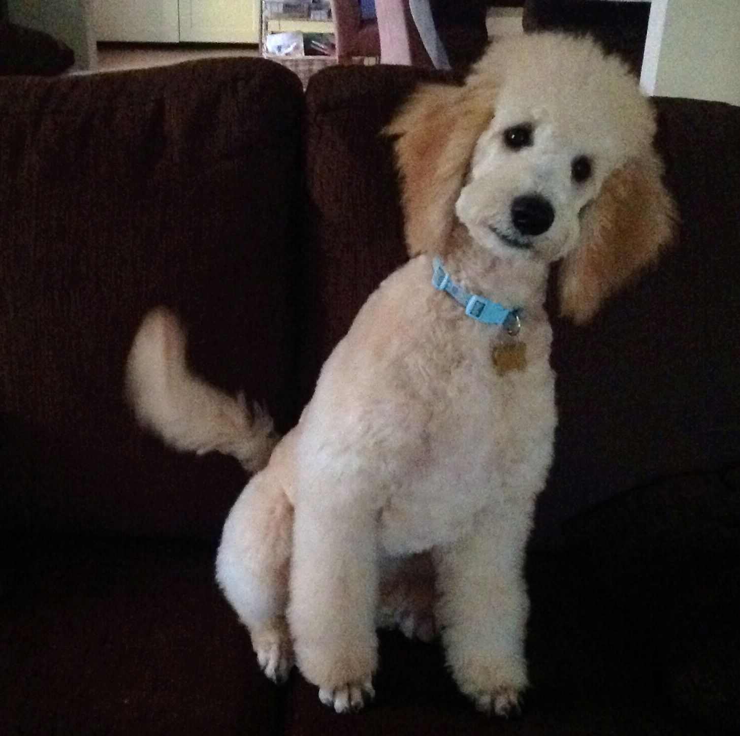 17 Week Old Standard Poodle After His First Haircut Standard