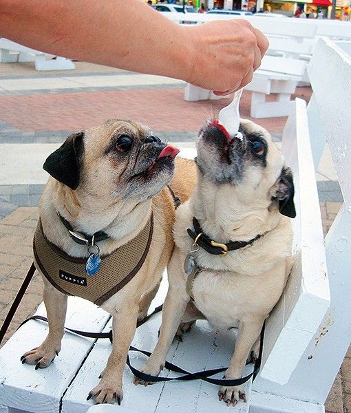 An Adorable Pair Of Pugs Snack On Kohr Bros Frozen Custard In