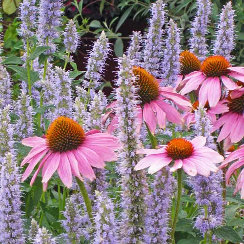 purple coneflower deer resistant purple coneflower deer resistant