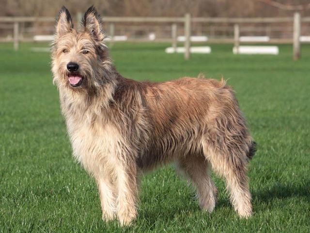 Dog Breeds Berger Picard Dog Temperament And Personality Dog
