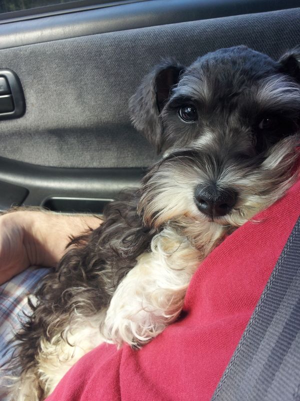 20 Razones por las que los schnauzer son la peor compañía Schnauzer Grooming, Mini Schnauzer Puppies, Puppy Grooming, Cute Puppies, Dogs And Puppies, Cute Dogs, Doggies, Miniature Schnauzer Puppies, Most Popular Dog Breeds