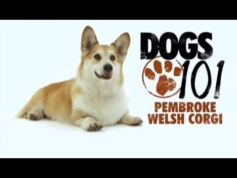 Dogs 101 Pembroke Welsh Corgi Eng Youtube Corgi Pembroke