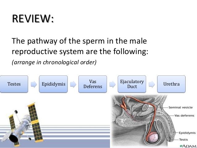 Foster recommends best of Path of travel for sperm Chubby chasing girls