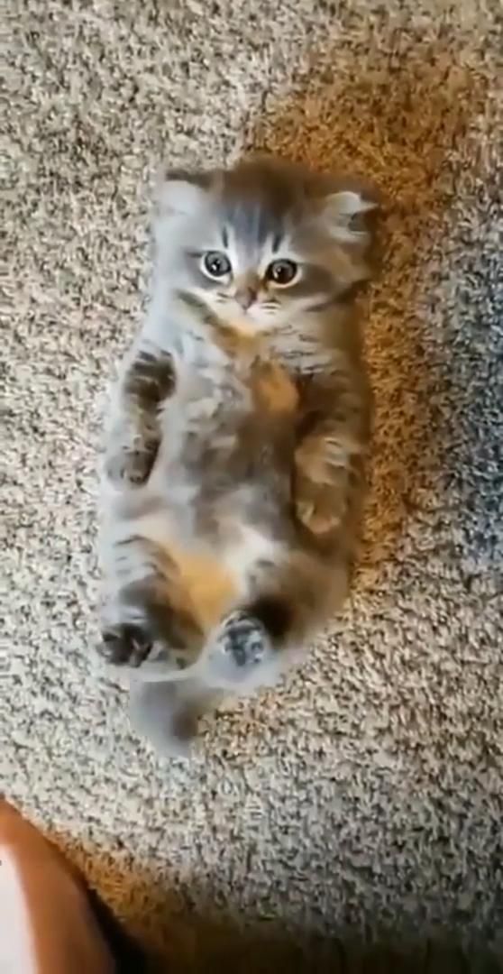 Hooman more scraaaatches! Hooman more scraaaatches!