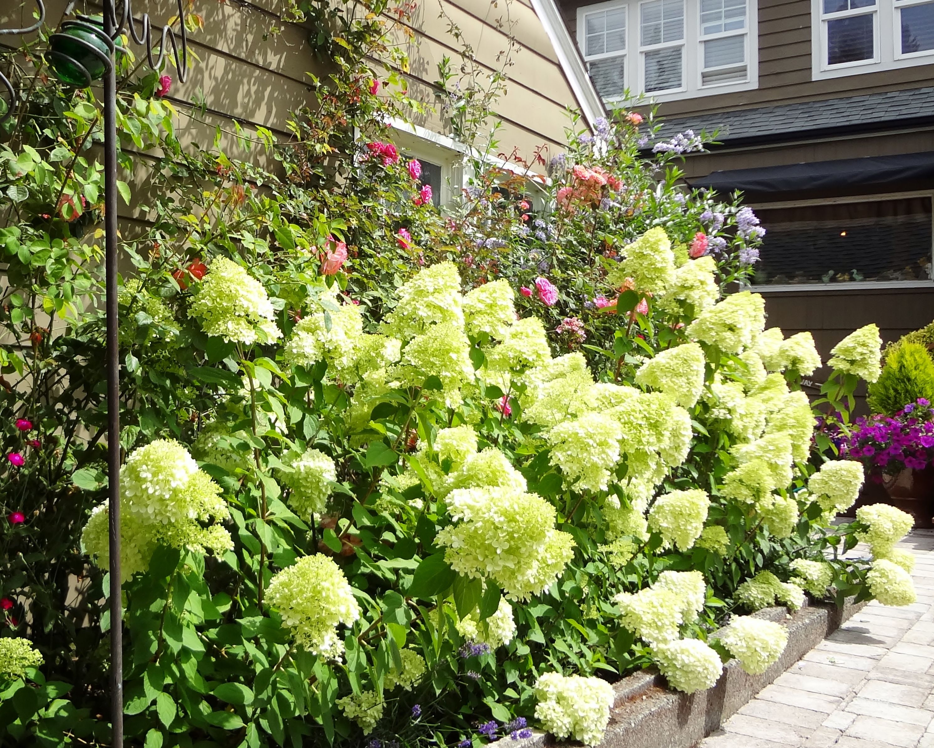 Image of Rose bush with hydrangea climbing up