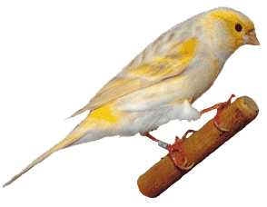 Canarios Buscar Con Google Canary Birds Pet Birds Pet Birds Parrots