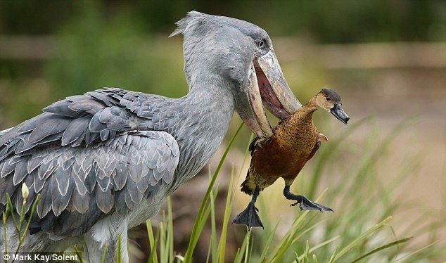 shoebill stork eating alligator shoebill stork eating alligator