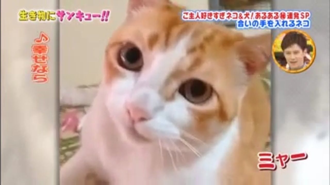 トコトン掘り下げ隊 生き物にサンキュー ネコや犬の心がわかる トコトン掘り下げ隊 生き物にサンキュー ネコや犬の心がわかる