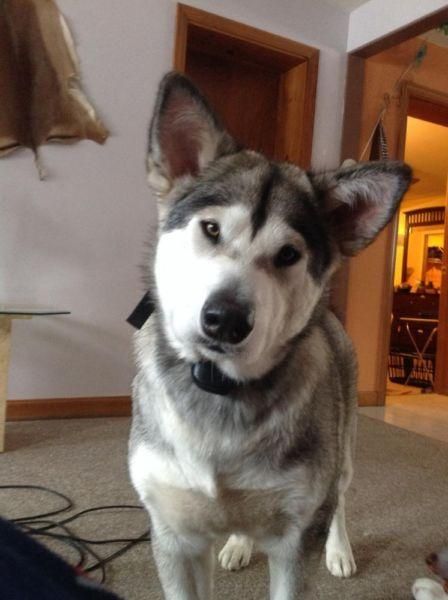 Lost Dog Alaskan Malamute In Royalston Ma Pet Name Anunu Id