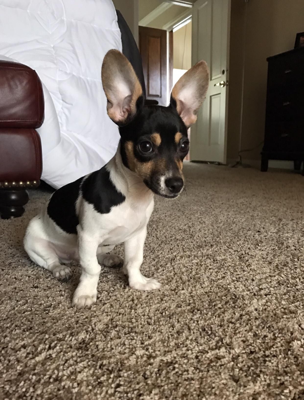 We Rescued This Little Guy From The Houston Shelter He Has A Bit