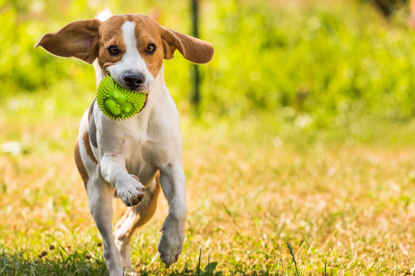 How to Prevent Your Pets from Accidentally Starting a House Fire advise How to Prevent Your Pets from Accidentally Starting a House Fire recommend
