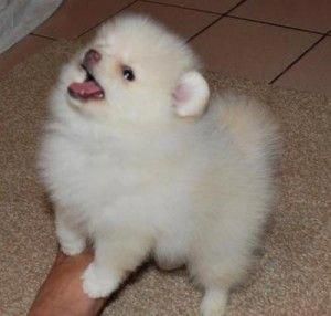 Tiny Teacup Pomeranian Puppies For Adoption - Cambridge, MA | ASNClassifieds #pomeranianhusky #teacuppomeranianpuppy Tiny Teacup Pomeranian Puppies For Adoption - Cambridge, MA | ASNClassifieds #pomeranianhusky #teacuppomeranianpuppy Tiny Teacup Pomeranian Puppies For Adoption - Cambridge, MA | ASNClassifieds #pomeranianhusky #teacuppomeranianpuppy Tiny Teacup Pomeranian Puppies For Adoption - Cambridge, MA | ASNClassifieds #pomeranianhusky #teacuppomeranianpuppy