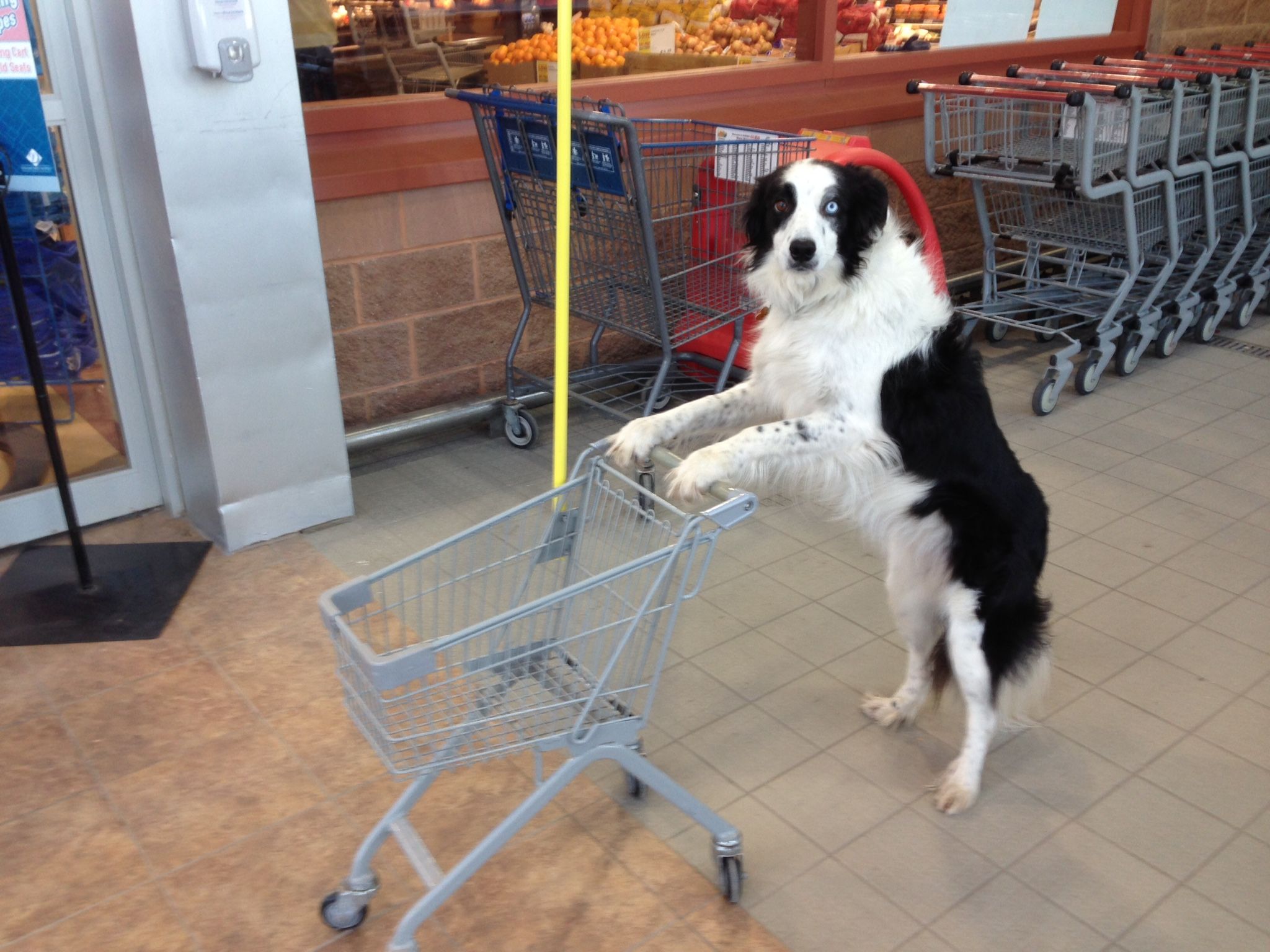 Pin By Soosyn On Animal Smiles Border Collie Collie Cute Puppies