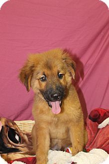 Waldorf Md Rottweiler Chow Chow Mix Meet Fudge A Puppy For