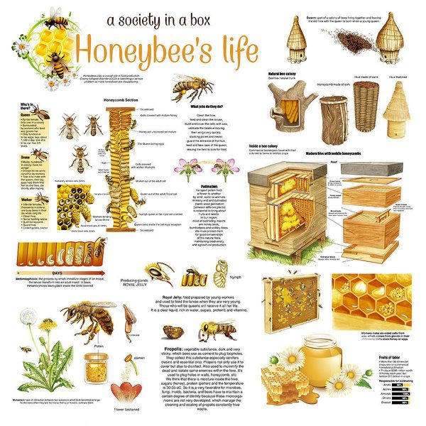 Honey Bees Infographic Art Print by Gina Dsgn. All prints are professionally printed, packaged, and shipped within 3 - 4 business days. Choose from multiple sizes and hundreds of frame and mat options. Honey Bees Keeping, How Bees Make Honey, Bee Hive Plans, Bee Friendly Garden, Beekeeping For Beginners, Raising Bees, Backyard Beekeeping, Bee Keeper, Busy Bee