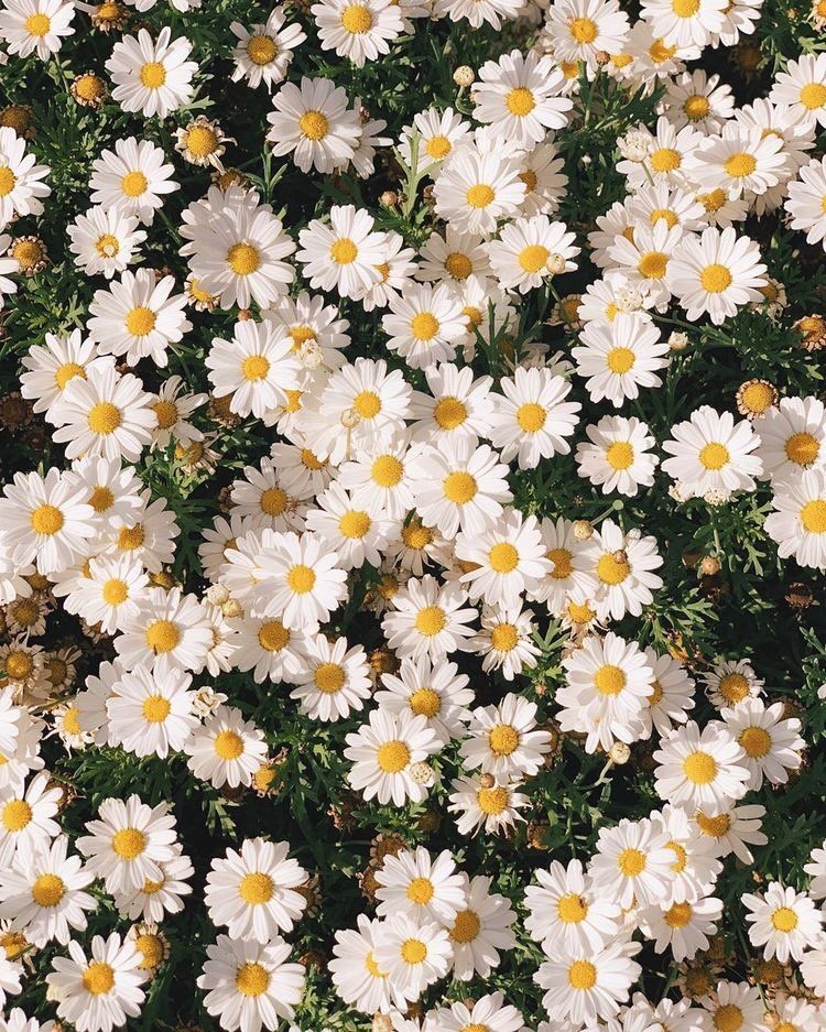 Flowers πΊ on Twitter Flowers πΊ on Twitter
