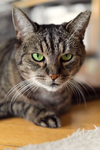 Three-legged old tabby cat with green eyes lying in sphinx pose on floor and looking directly at camera, focus on foreground Sphinx, Tabby Cat, Green Eyes, Focus, Floor, Cats, Special, Animals, Pavement