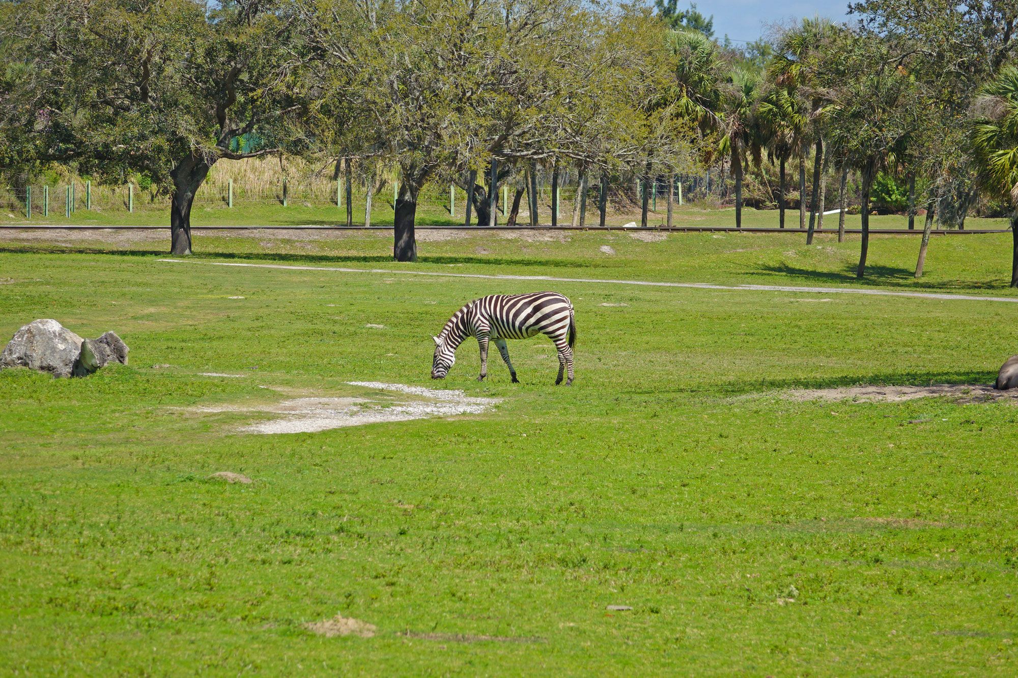 Why We Love Busch Gardens Serengeti Safari Experience Busch