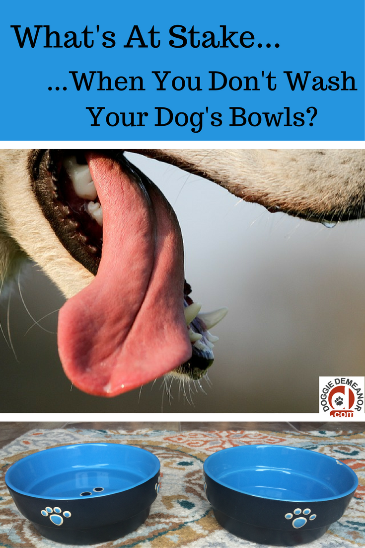 Slime on Dog Dishes – What is it
