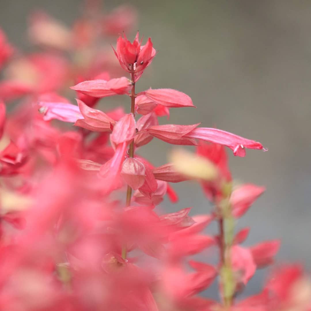 Flower1603 On Instagram おはようございます 花が好き ファインダー越しの私の世界 花のある風景 花フレンド ふんわり写真部 花撮り隊 私の花の写真 ザ花部 ドリーミーフォト Plants Flower1603 On Instagram おはようございます 花が好き ファインダー越しの私の世界 花のある風景 花フレンド ふんわり写真部 花撮り隊 私の花の写真 ザ花部 ドリーミーフォト Plants