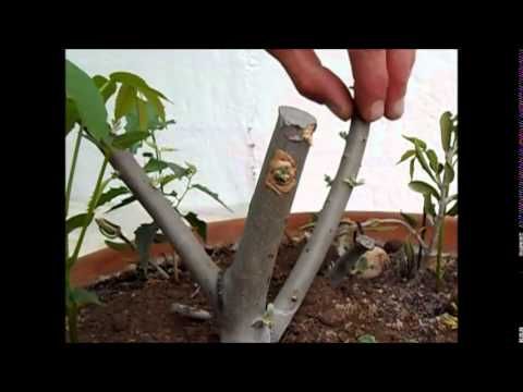 Pin En Huerta Y Flores